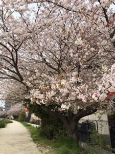 12524243_1597210020595665_5427320098299849380_n