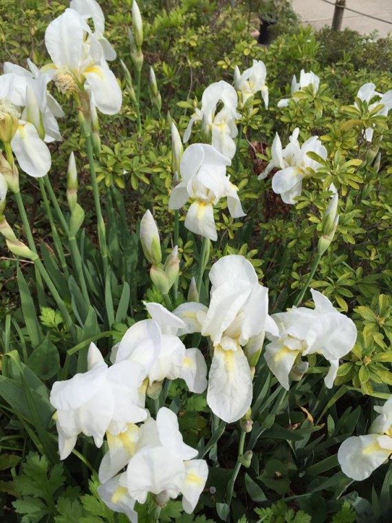 12998598_1597245113925489_8200262331483940711_n