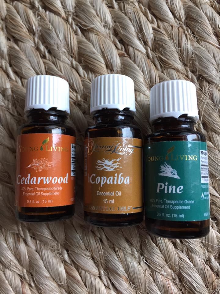 13006582_1602190030097664_3372688516230751918_n