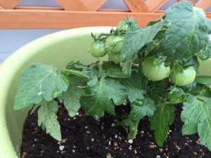 13237696_1624240904559243_1166235263969299285_n