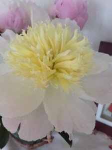 13310398_1622709211379079_7651364153418578177_n