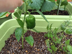 13312907_1624240941225906_3041773659531044358_n