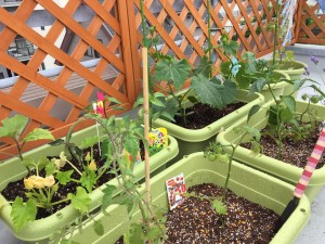 13315567_1624240931225907_2563580919930663532_n