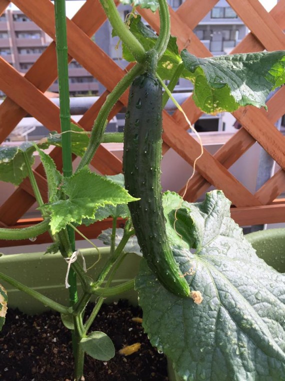 13315726_1631138147202852_6163556052537235184_n