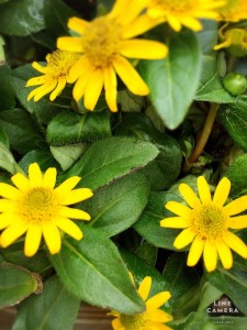 13335960_1627493254234008_87529625574061829_n