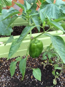 13346646_1627493287567338_5214504970780155675_n