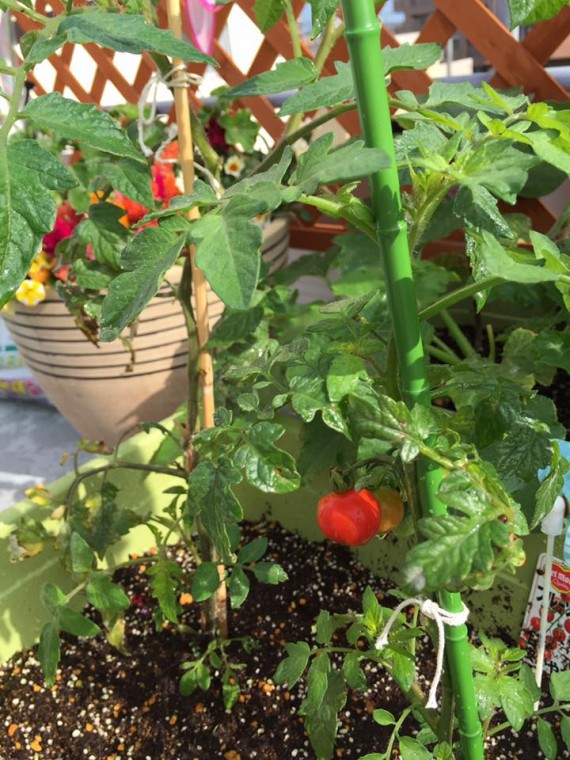 13413173_1631138190536181_3172352919074476993_n