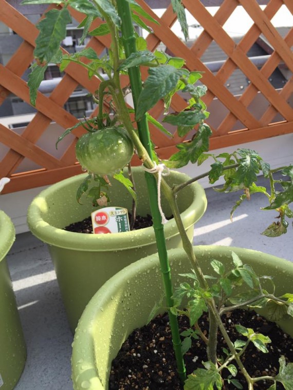 13418752_1631138227202844_8094395836030950593_n