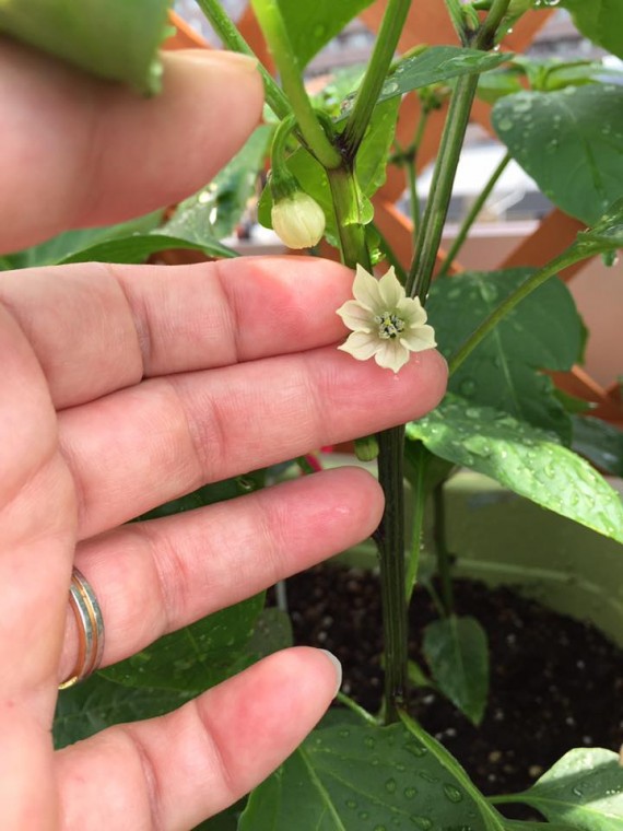 13428602_1631138210536179_8742871462102140367_n