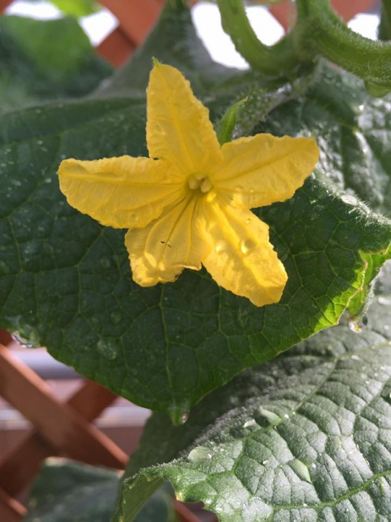 13432174_1631138117202855_4359563448207821321_n