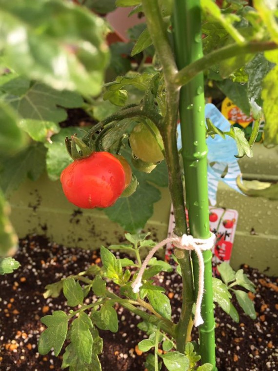 13434700_1631138160536184_1705090098478499376_n