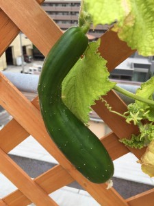 13680654_1649212125395454_4250998082296358025_n