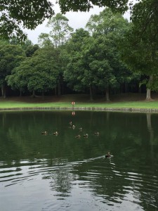 13709961_1648800232103310_8918193411181100019_n