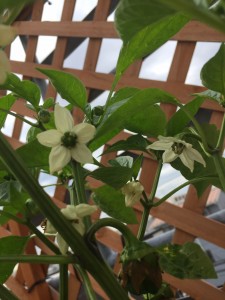 timeline_20170609_100432
